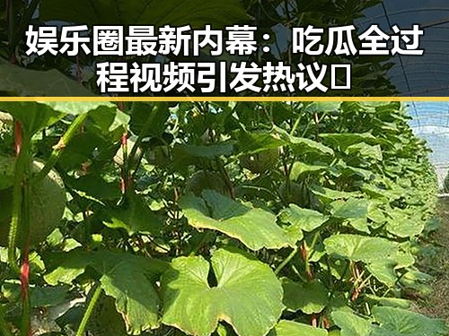 娱乐圈最新内幕：吃瓜全过程视频引发热议🎥