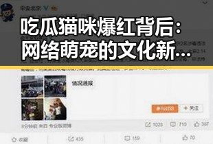 吃瓜猫咪爆红背后：网络萌宠的文化新现象